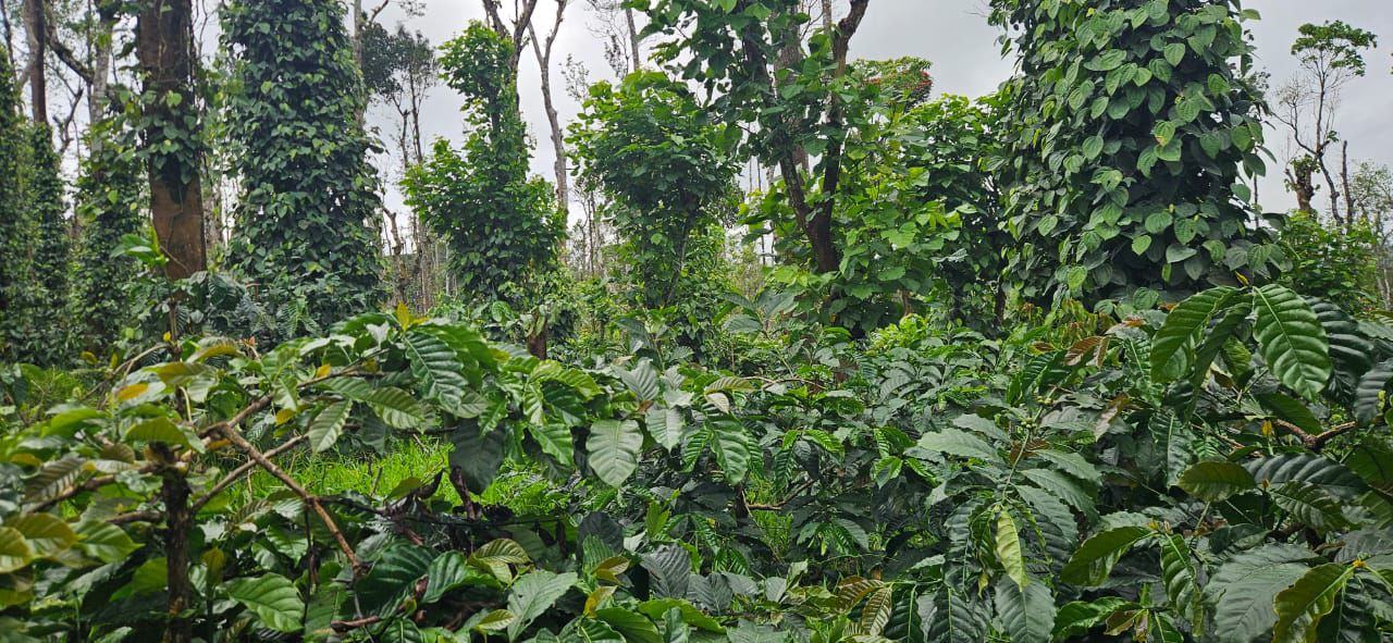 45 Acre Coffee & Pepper Estate for Sale – Near Belur 